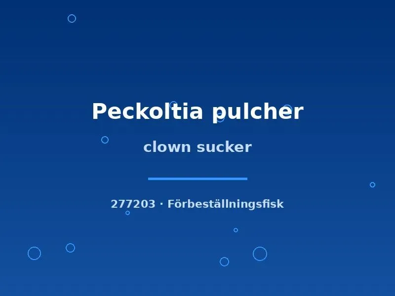 Näsets Ciklidhobby Clown sucker Peckoltia pulcher mal 4–5 cm algätare
