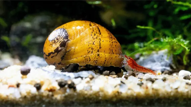 Garnelen TV O-Ring Neritodryas javanica akvariesnäcka algetare