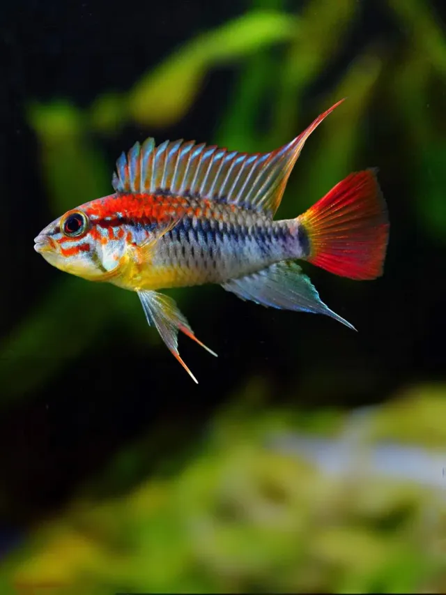 Näsets Ciklidhobby Apistogramma macmasteri dvärgciklid
