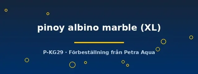 Näsets Ciklidhobby Pinoy Albino Marble skalare XL stim