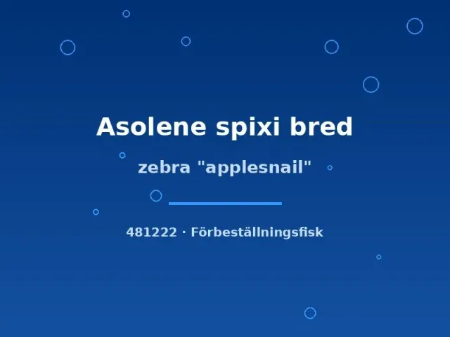 Asolene spixi zebra äppelsnäcka sm randig