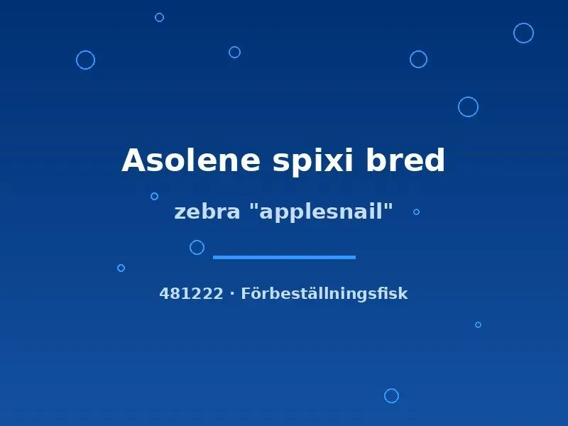Asolene spixi zebra äppelsnäcka sm randig