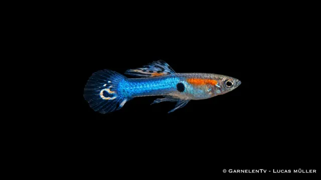 Garnelen TV Endler Japan Blue guppyhane Poecilia wingei blå