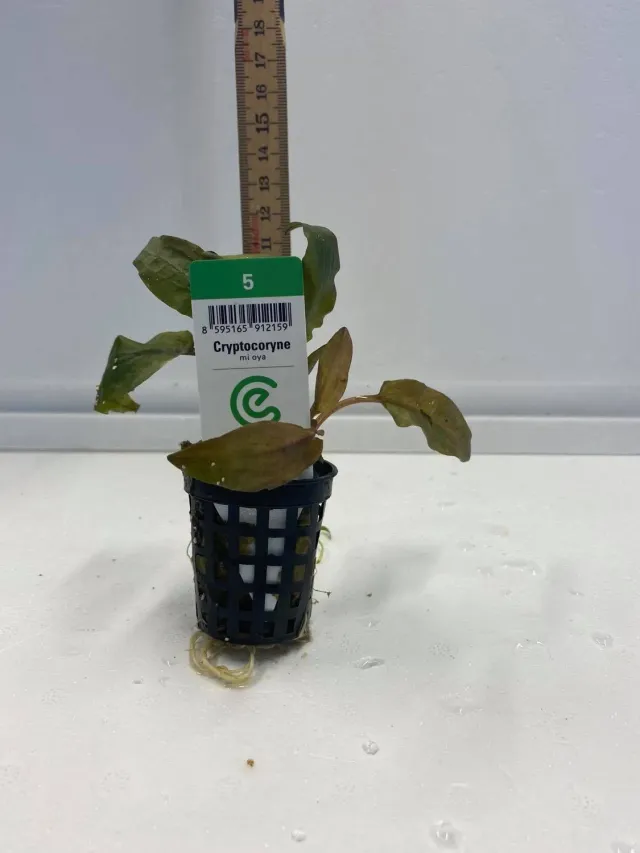 Näsets Ciklidhobby Cryptocoryne akvarieväxt lättskött