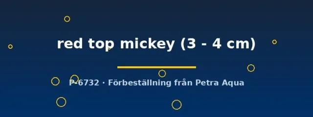 Platy red top mickey akvariefisk 3–4 cm