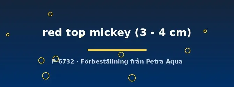 Platy red top mickey akvariefisk 3–4 cm