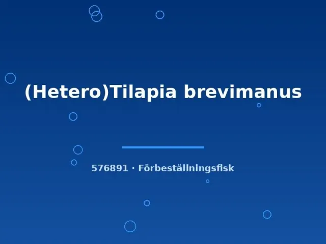Näsets Ciklidhobby Tilapia brevimanus ciklid 3–4 cm