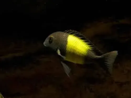 Näsets Ciklidhobby Tropheus moorii Ikola ciklid 10-13 cm