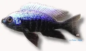 Näsets Ciklidhobby Haplochromis mola ciklid 4–5 cm