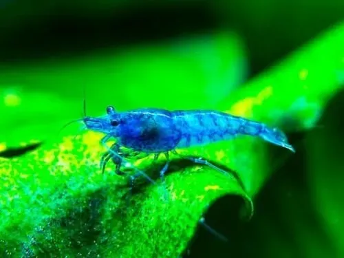 Näsets Ciklidhobby blue dream räka 10-pack