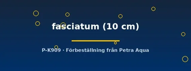 Pseudoplatystoma fasciatum rovmal 10 cm förbeställning