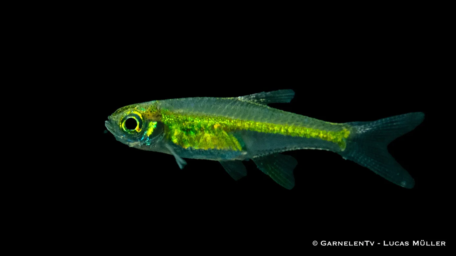 Garnelen TV Smaragdbärbling stimfisk Microdevario kubotai