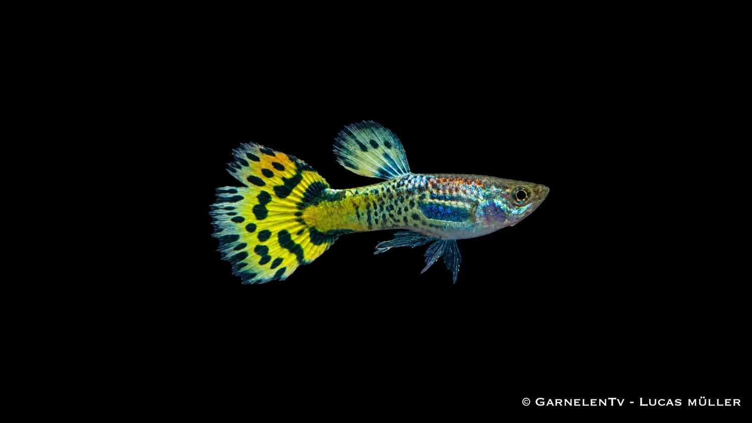 Garnelen TV Snakeskin grön guppy hane akvariefisk