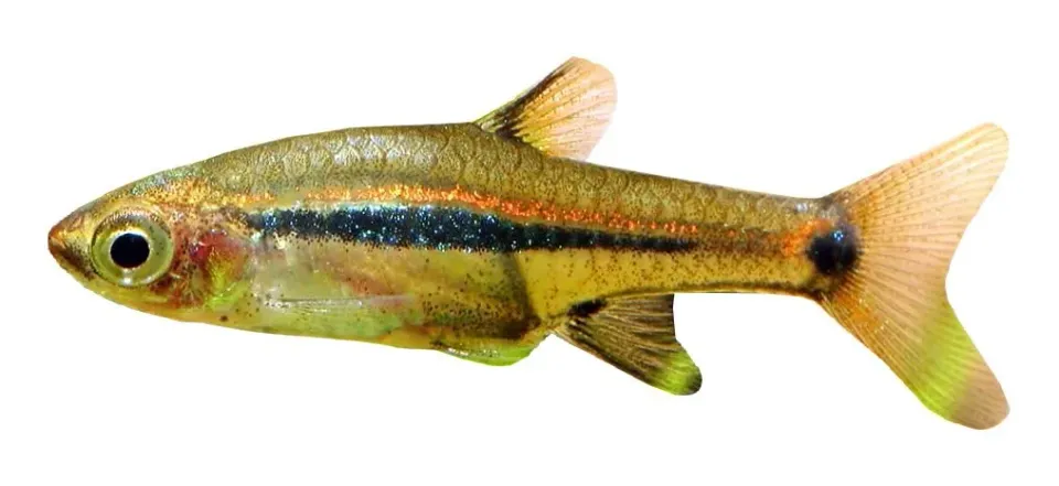 Näsets Ciklidhobby Rasbora urophthalmoides rasbora 1 cm