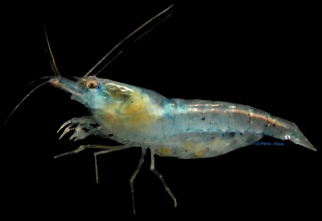 Neocaridina Blue Pearl räka 1–1,5 cm blå