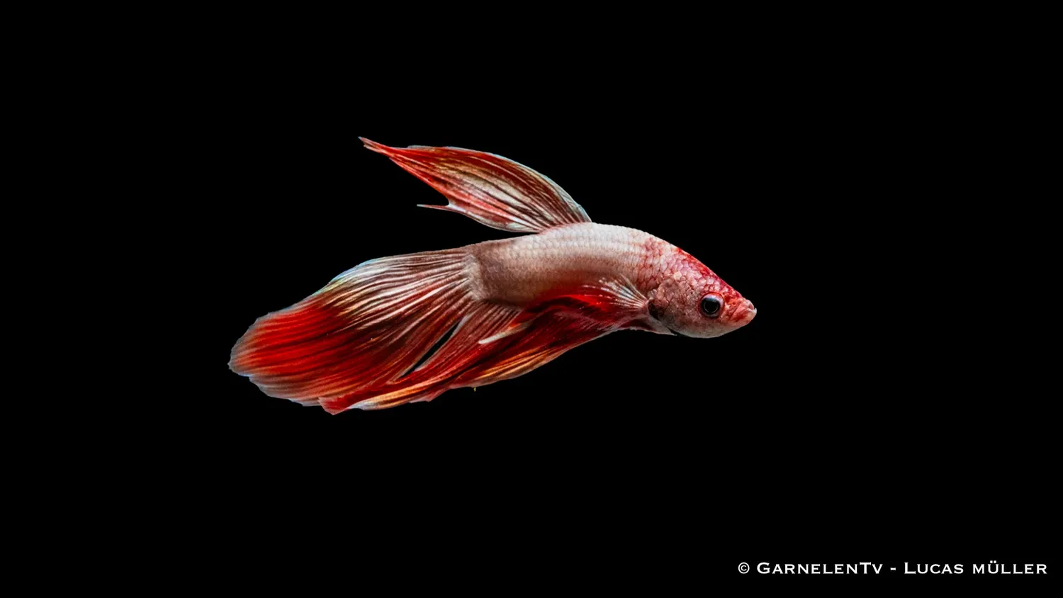 Garnelen TV Dragon Metallic kampfisk hane metallic