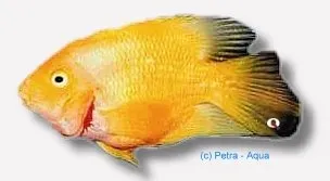 Näsets Ciklidhobby Hybrid orange parrot ciklid 6–7 cm orange