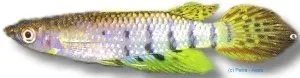 Näsets Ciklidhobby Aplocheilus dayi akvariefisk 5–6 cm ytfisk