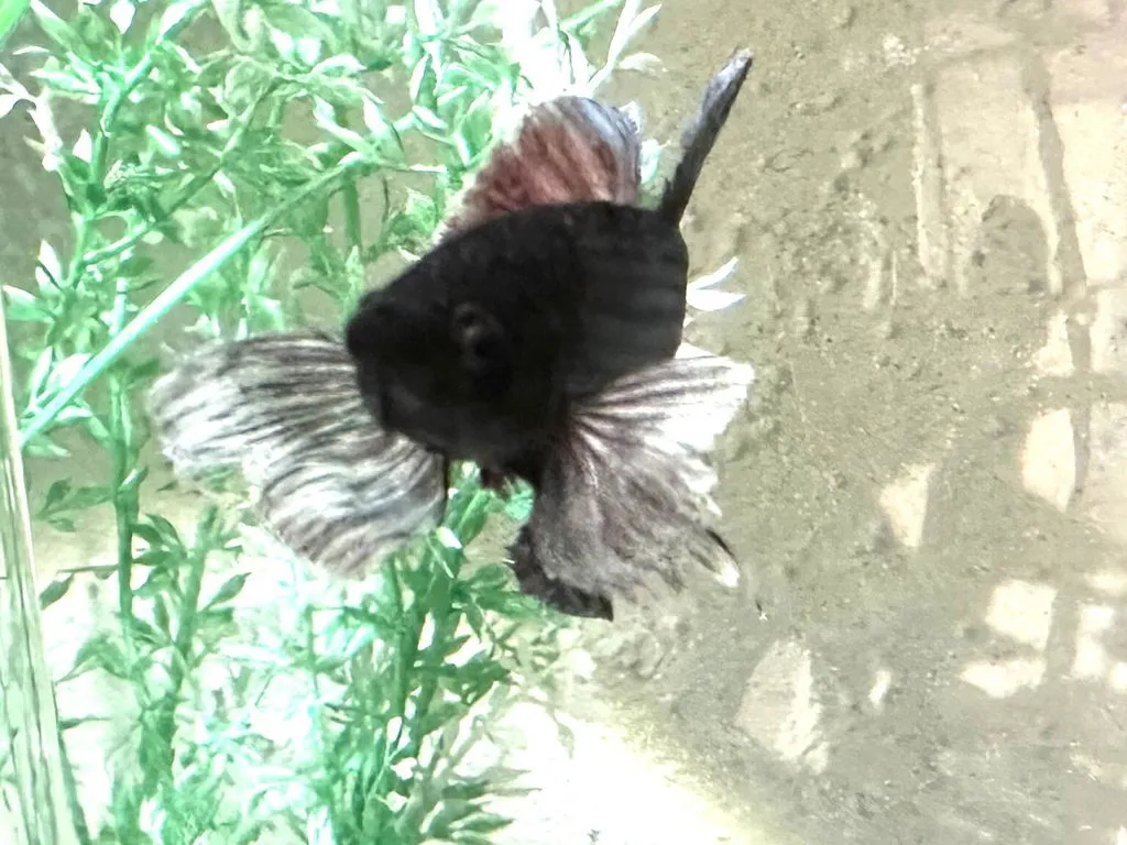 Garnelen TV Betta splendens kampfisk hane dumbo ear plakat