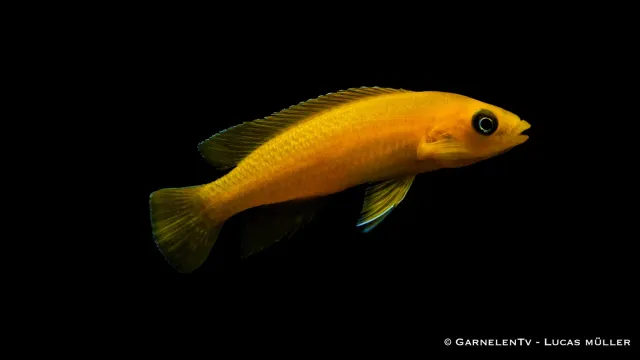 Garnelen TV Neolamprologus leleupi ciklid guld DNZ