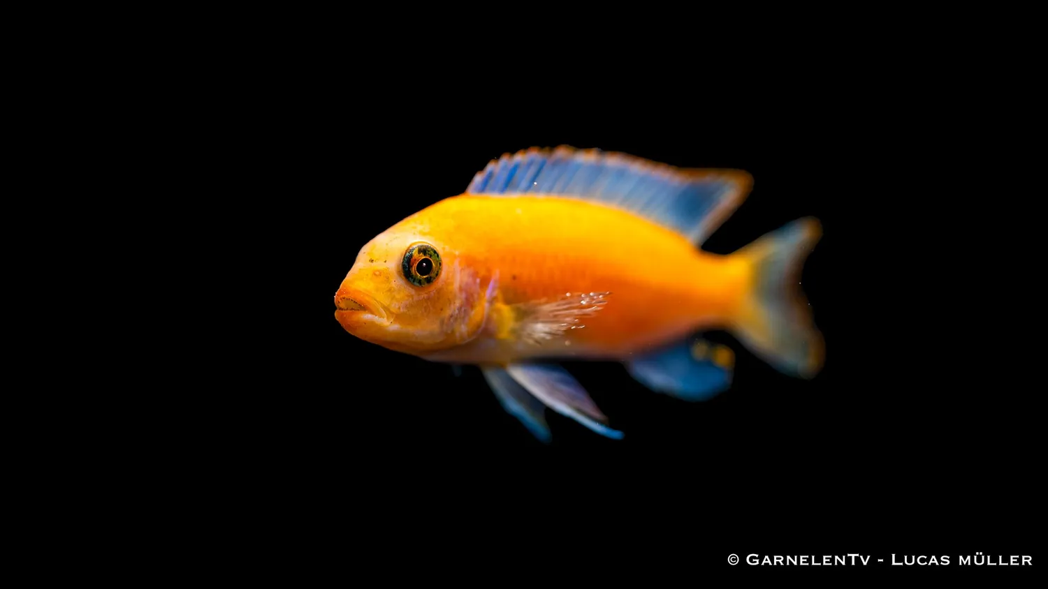 Garnelen TV Zebrabuntbarsch Röd Pseudotropheus estherae