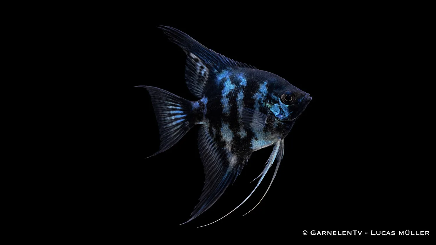 Garnelen TV Skalar Blue Clown akvariefisk Pterophyllum