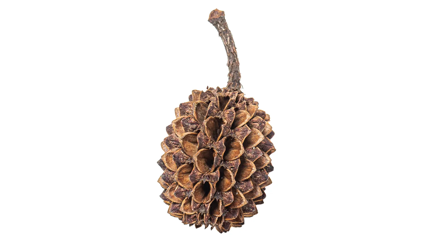 ARKA myScape Casuarina Cones 50-pack kottar svartvatten