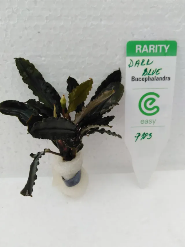 Näsets Ciklidhobby Bucephalandra deep blue växt Easy8