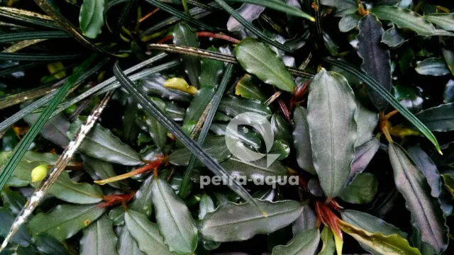 Näsets Ciklidhobby Bucephalandra melawi grey akvarieväxt Easy8