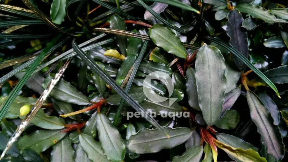 Näsets Ciklidhobby Bucephalandra melawi grey akvarieväxt Easy8