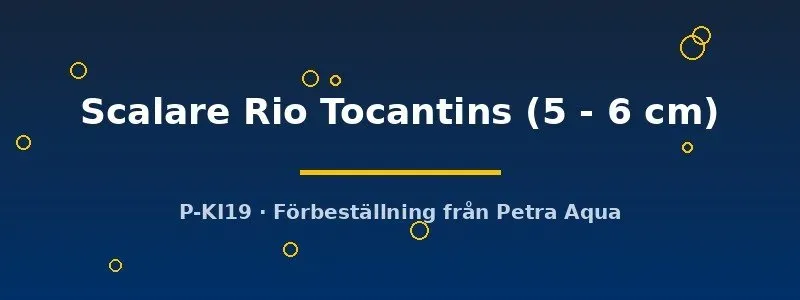 Pterophyllum scalare Rio Tocantins 5-6 cm skalar