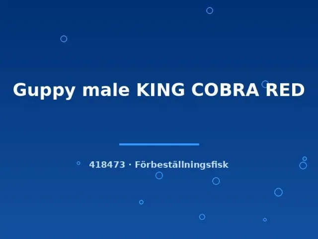 Näsets Ciklidhobby Guppy King Cobra Red hane lg