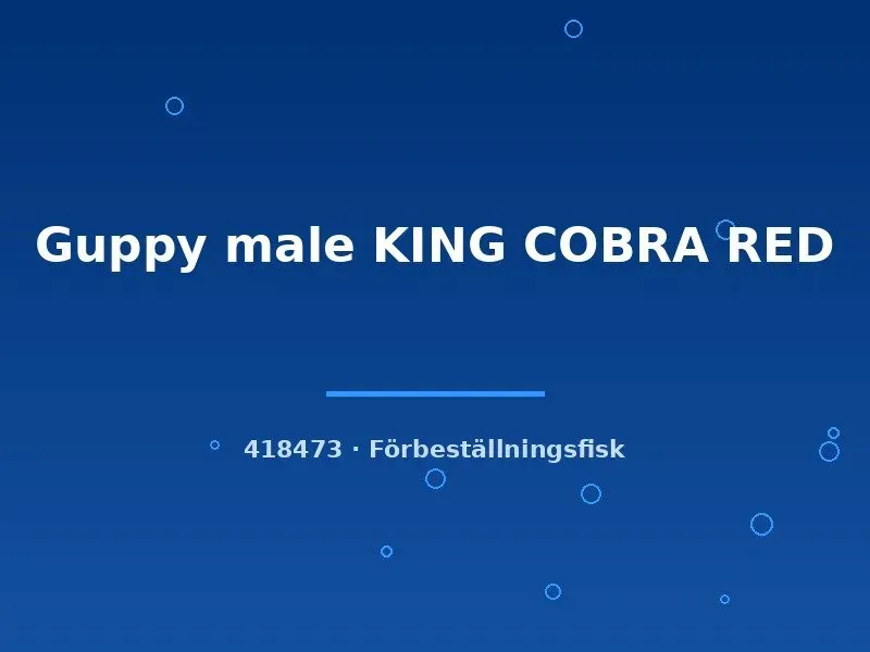 Näsets Ciklidhobby Guppy King Cobra Red hane lg