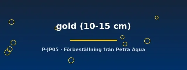 Näsets Pleurodela gold vattensalamander 10–15 cm guld