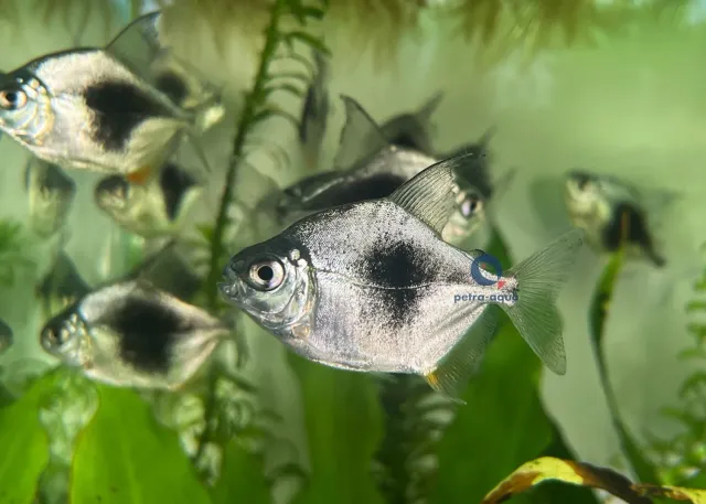 Myleus schomburgki skivtetra XL stor stimfisk
