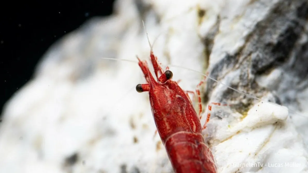 Garnelen TV Red Sakura räka Neocaridina davidi röd