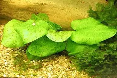 Echinodorus Leopard akvarieväxt kruka fläckig