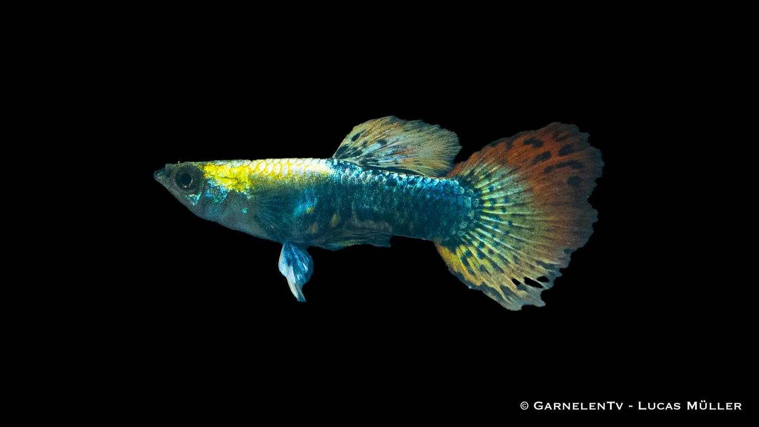 Garnelen TV Dumbo Ear Multicolor guppyhane 3–4 cm
