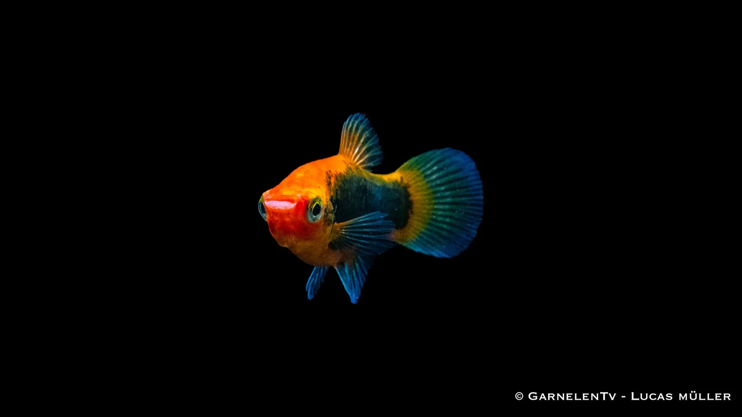 Garnelen TV Platy Rot Tuxedo akvariefisk sällskap