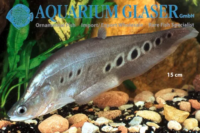 Näsets Ciklidhobby Chitala ornata knivfisk 7–9 cm rovfisk