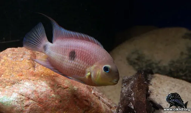 Näsets Ciklidhobby Amatitlania septemfasciata ciklid 5–6 cm sjubandad