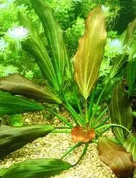 Näsets Ciklidhobby Echinodorus Beauty Red akvarieväxt kruka röd