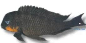Näsets Ciklidhobby Tropheus brichardi mpimbwe ciklid XL Tanganyika