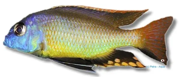 Näsets Ciklidhobby Copadichromis tetrastigma malawiciklid 4–5 cm