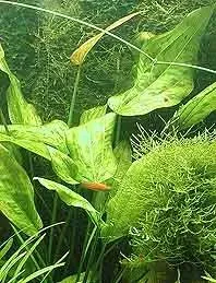 Echinodorus fluitans akvarieväxt pot