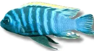 Näsets Ciklidhobby Cynotilapia edwardi akvariefisk 4–5 cm malawi