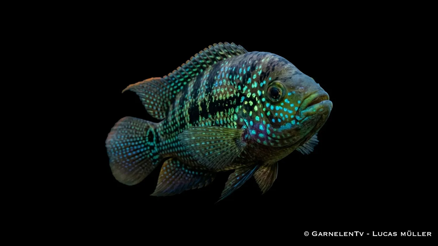 Garnelen TV Rocio octofasciatum ciklid 7–9 cm