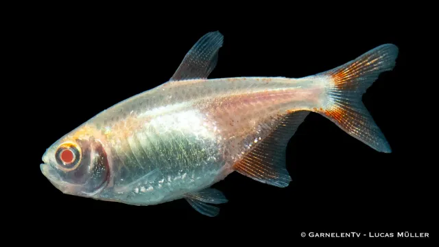 Garnelen TV Flamingosalmler Albino akvariefisk Hyphessobrycon