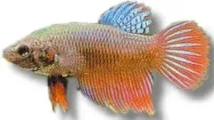 Näsets Ciklidhobby Libby Betta kampfisk split-tailed 3,5–4 cm