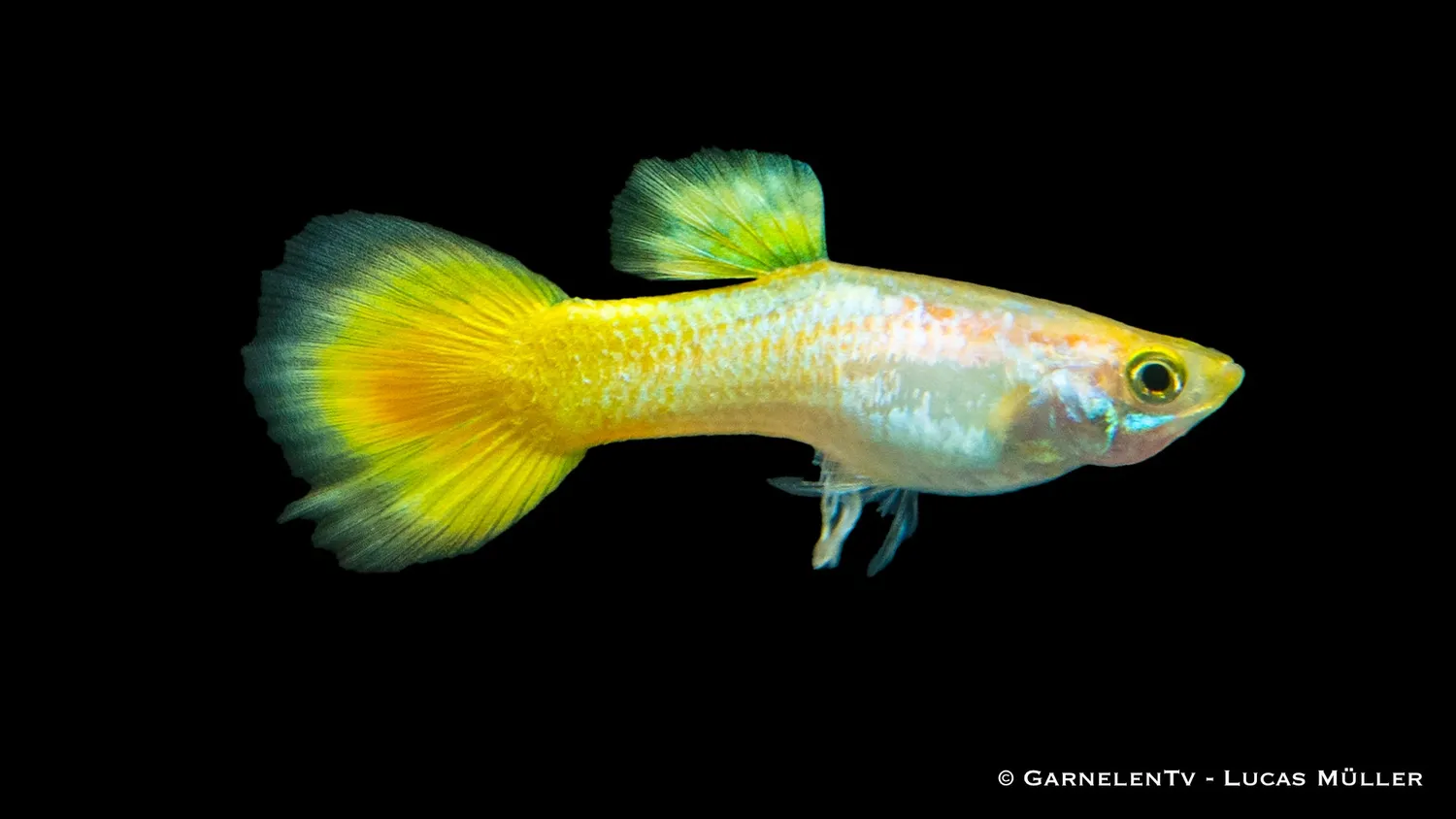 Garnelen TV Guppy German Yellow hane 3-4 cm Poecilia gul